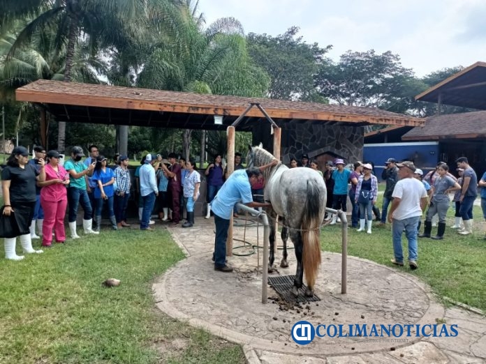 Realizan alumnos de Tecomán prácticas en equinos_b