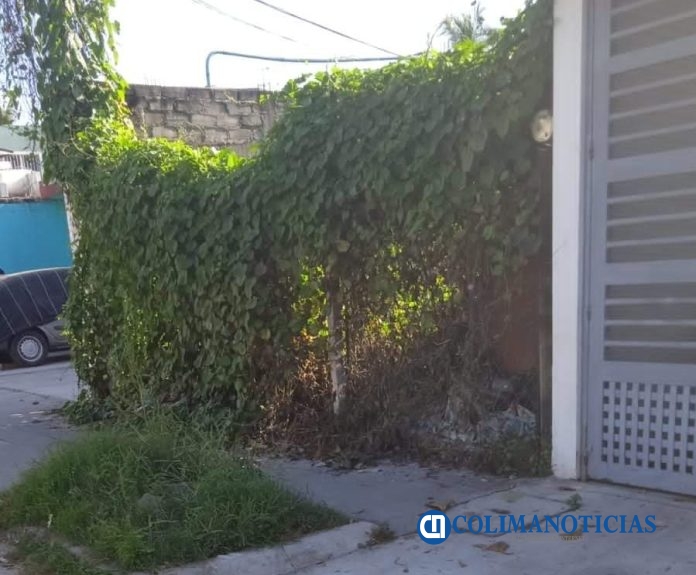 enjambres en barrio II