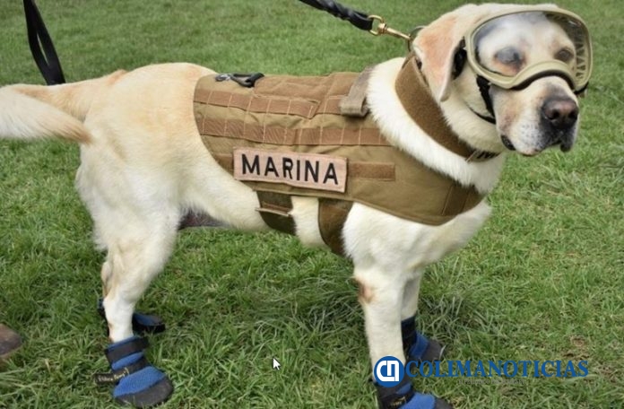 frida perrita 1