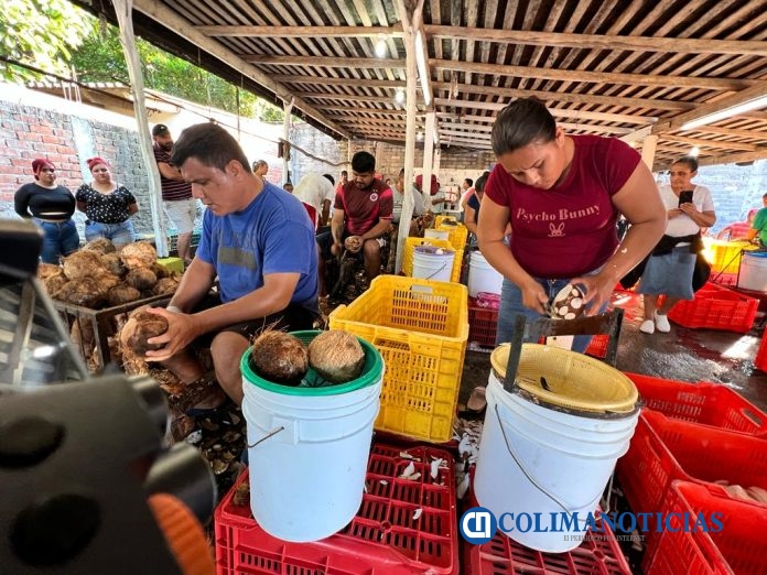 Con un concurso, reconocen la actividad de los peladores de coco en Armería