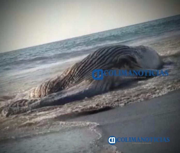 Muerte de ballena pudo ser por golpe de barco camaronero