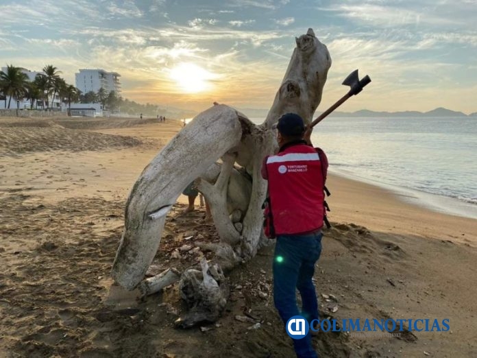 tronco en mar de manzanillo 1