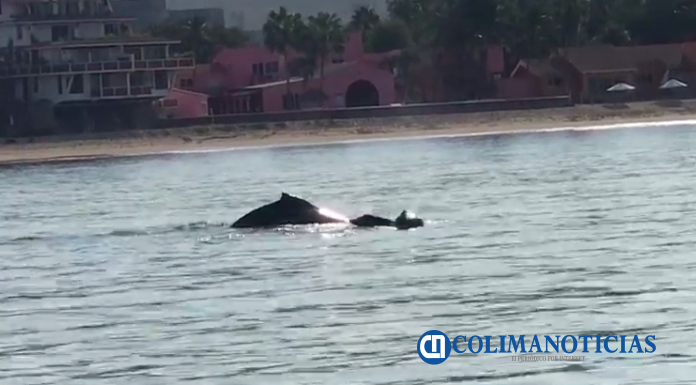 ballenas en manzanillo