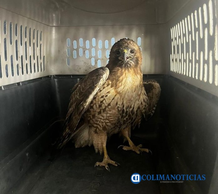 Ayuntamiento de Colima rescata halcón cola roja