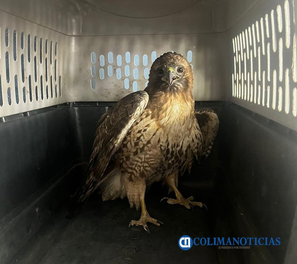 Aguililla de Harris vs Aguililla de Cola Roja, image size:960x853