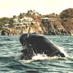 Continúan ballenas nadando frente a la bahía de Manzanillo