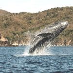 Continúan ballenas nadando frente a la bahía de Manzanillo2