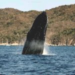Continúan ballenas nadando frente a la bahía de Manzanillo3