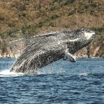 Continúan ballenas nadando frente a la bahía de Manzanillo4