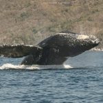 Continúan ballenas nadando frente a la bahía de Manzanillo5