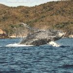 Continúan ballenas nadando frente a la bahía de Manzanillo6