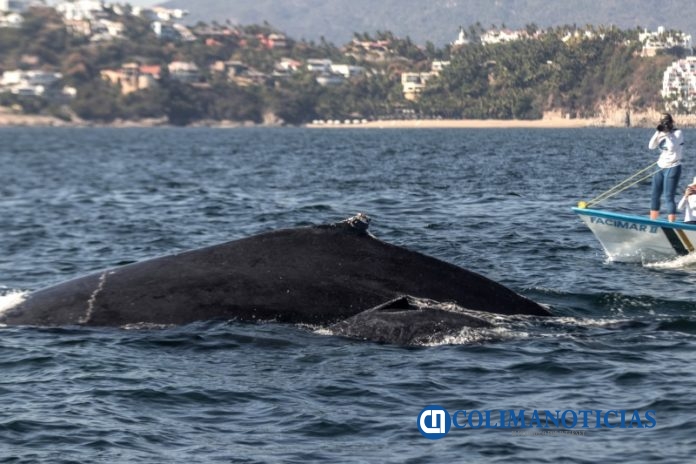 Estudian y cuidan bienestar de ballenas expertos de la UdeC_Christian Ortega_c