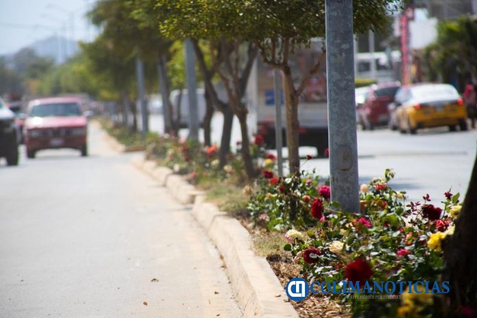 Embellece Ayuntamiento de Manzanillo Av. de Las Rosas con 8 mil 500 rosales.26