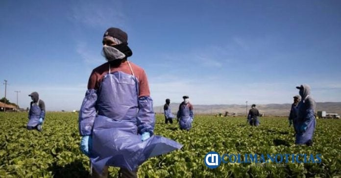 Fraudean con supuestas Visas de trabajo para EU en Ixtlahuacán, Tecomán, Manzanillo y Armería