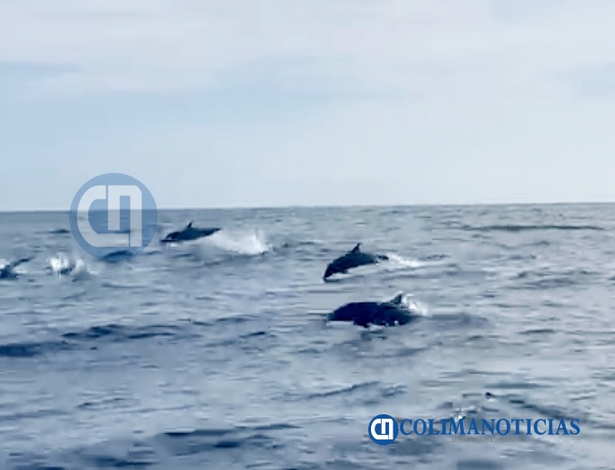 Manada de delfines acompaña a bote de pesca deportiva