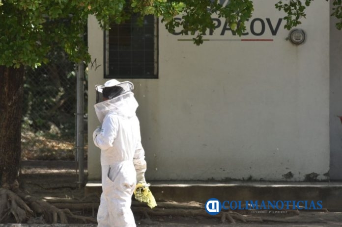 Abejas africanizadas atacan a varias personas frente al jardín de La Estancia 7
