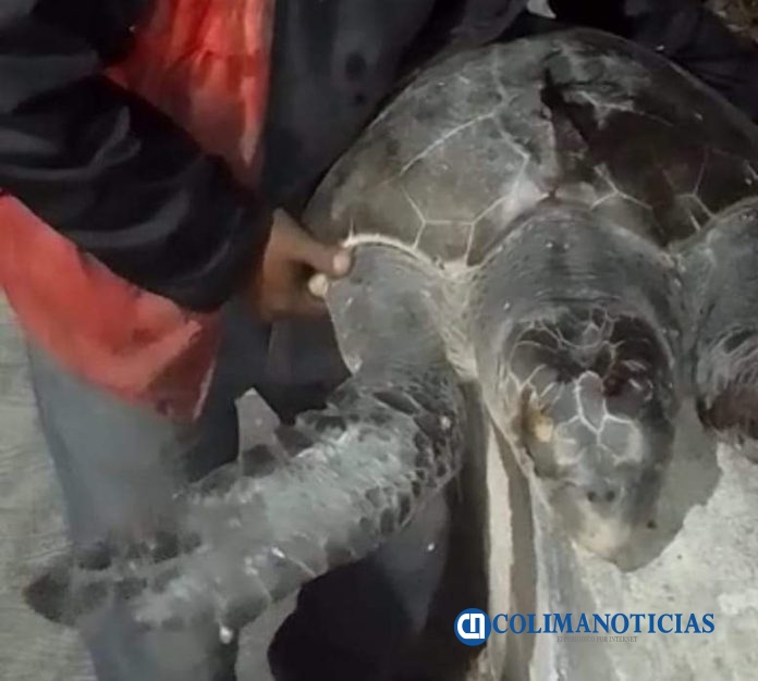 Intentan sustraer una tortuga en la playa de Santiago