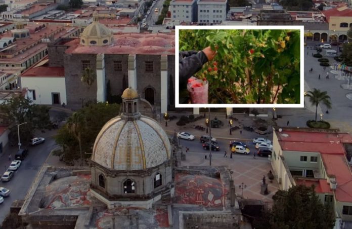 Investigadoras encuentran residuos de plaguicidas en orina de niños de Ciudad Guzmán