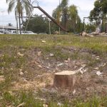 Podan indiscriminadamente zonas verdes en Casa de la Cultura 54