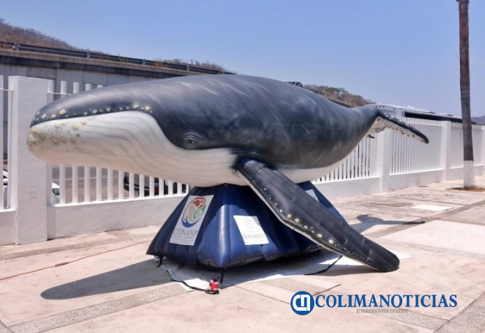 Presentan investigaciones del impacto antropogénico en mamíferos marinos