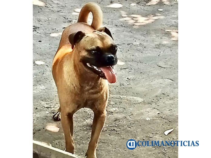 perro tecoman