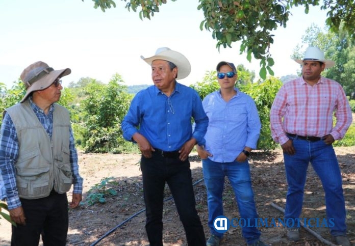 Colima avanza para obtener categoría de zona libre de plagas en aguacate