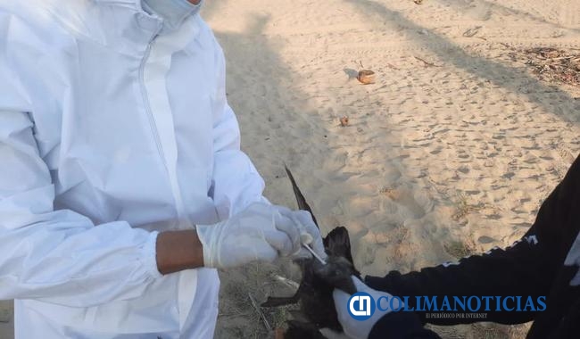Emite Senasica alerta sanitaria por mortandad de aves silvestres