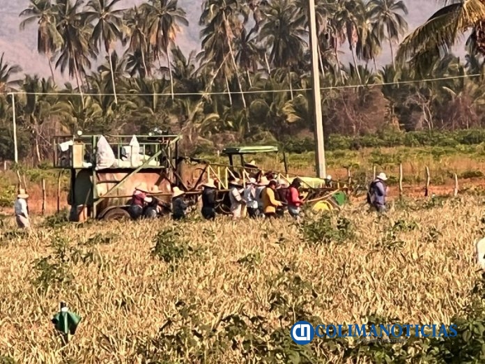 En Tecomán se realizan inspecciones para detectar el trabajo infantil en el campo