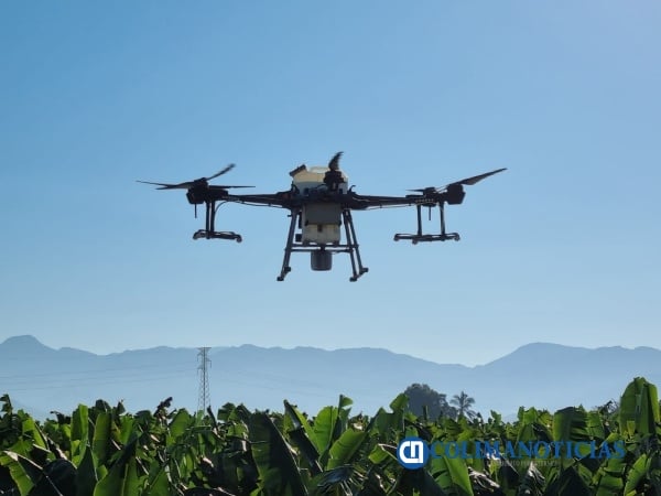 Estudian uso de drones para combatir Sigatoka en banano_a