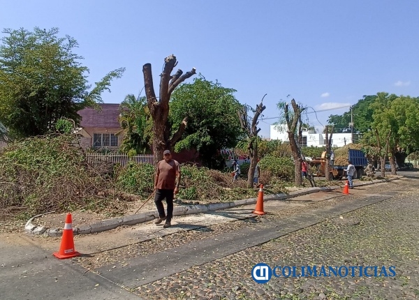 Poda 'drástica' de árboles en Colima es porque están infestados de plaga de muérdago