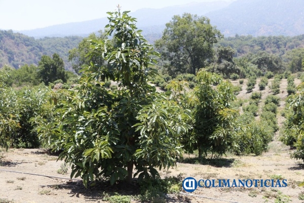 Colima produce casi 10 mil toneladas de aguacate de calidad, al año
