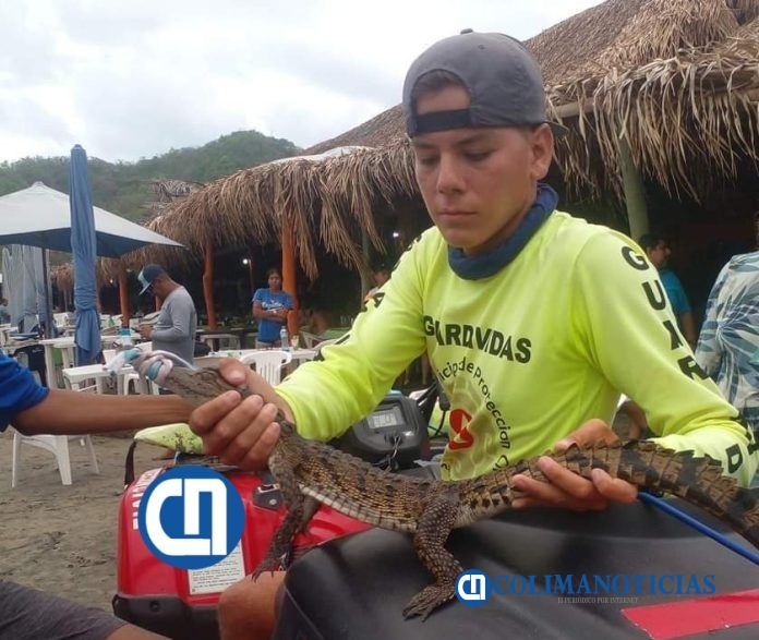 Reubican crías de cocodrilos localizados en playa Olas Altas de Santiago