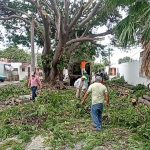 derriban parota en la villa