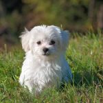 perrito