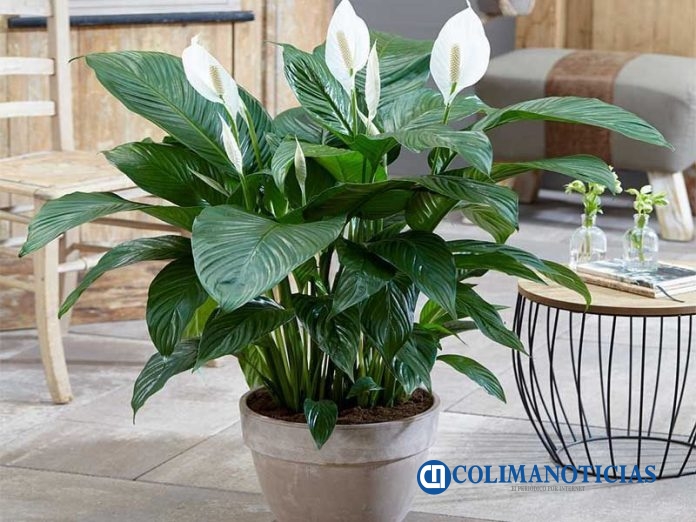 planta lirio de la paz