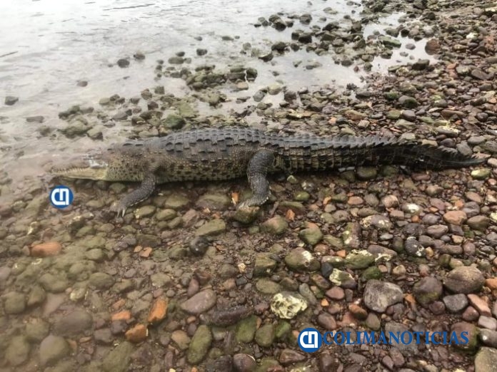 Aparece cocodrilo muerto en playa La Boquita de Miramar 3