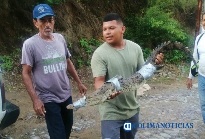 Atrapan a pequeño cocodrilo en cerro de La Audiencia 4