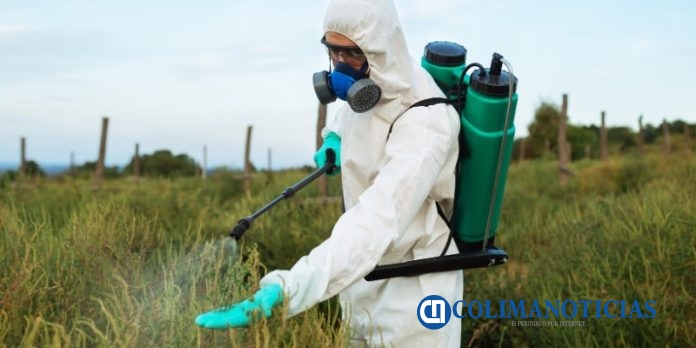 Demandan organizaciones defensoras del Maíz dejar de usar insecticidas en el Agro