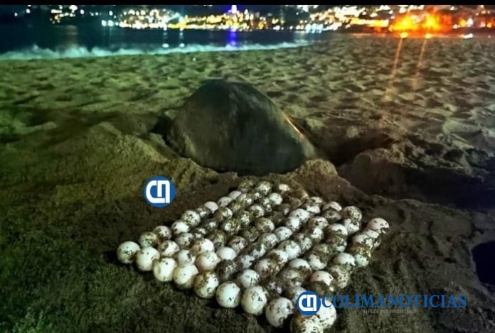Importante hallazgo de huevos de tortuga marina en Manzanillo