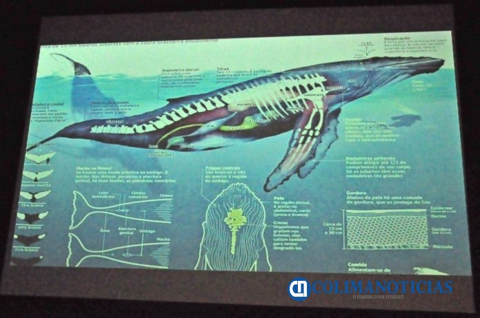 La fascinante vida de una ballena_a