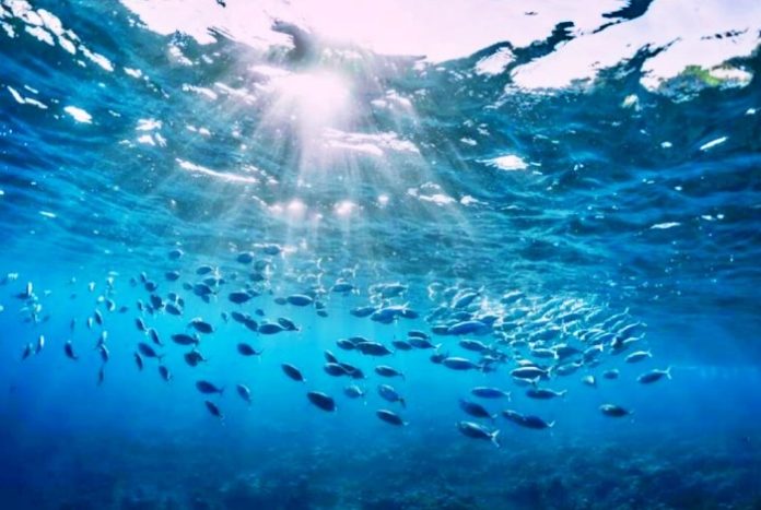 superficie oceanos