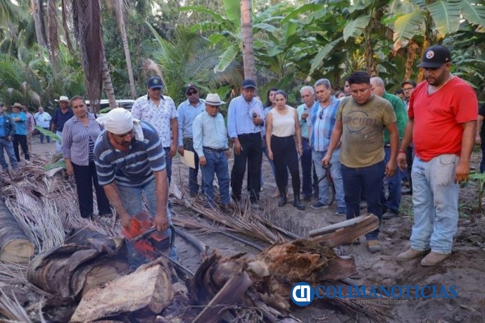 Destina Gobierno Colima 1.5 mdp para el control del picudo prieto