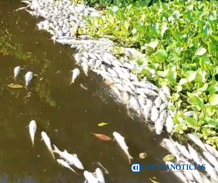 Investigan mortandad de peces en el estero El Chupadero