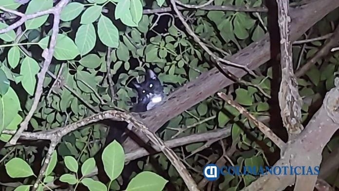 Rescatan a un felino en el fraccionamiento La Joya 9
