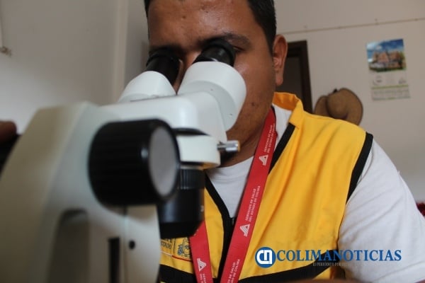Salud Colima identifica dos especies de vector del paludismo en el estado