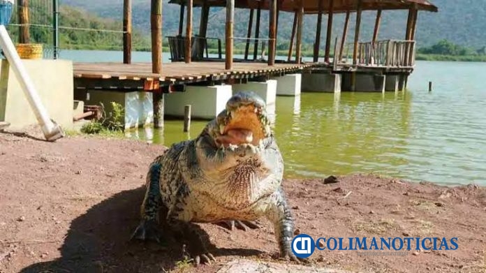 cocodrilos en laguna