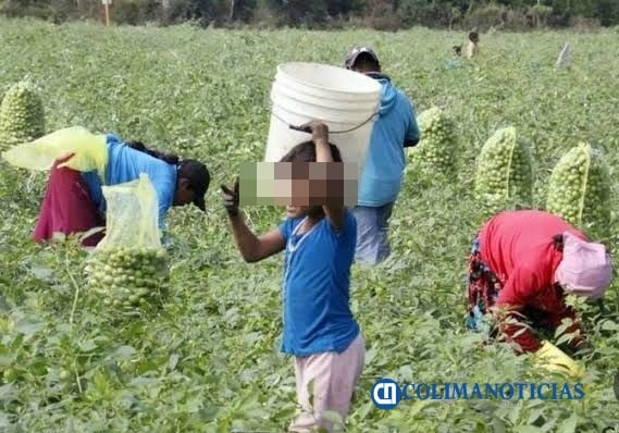 menores trabajando en el campo
