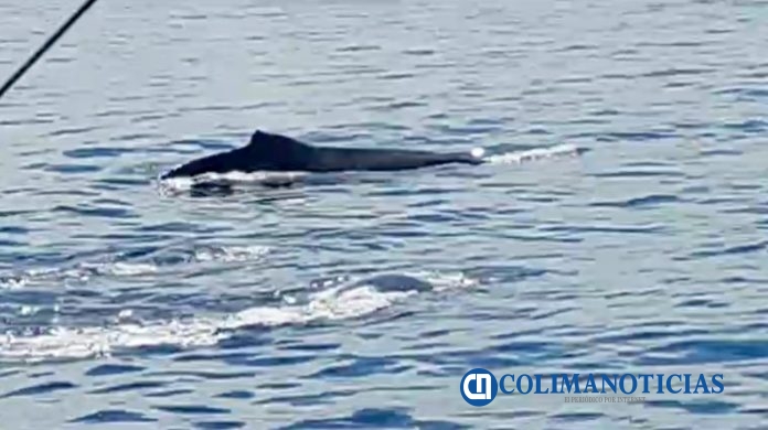 Avistan las primeras ballenas de la temporada en Manzanillo