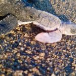Nace cría de tortuga prieta con Leucismo ‘blanca’ en Manzanillo