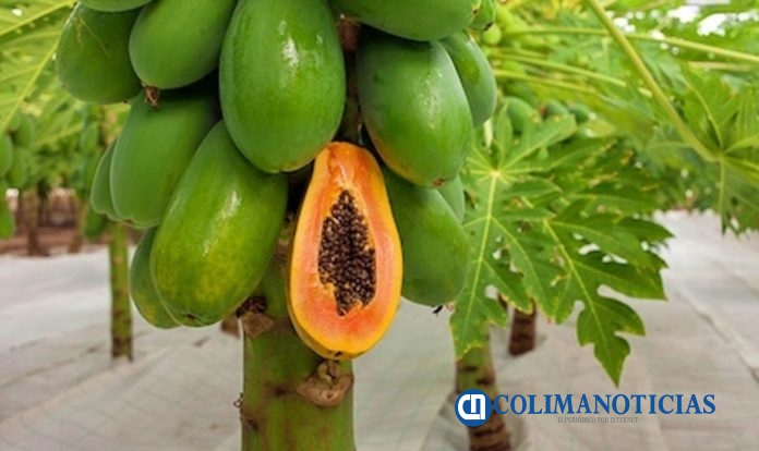 papaya